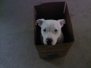 NORMAN in a box